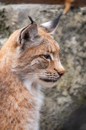 Portrait of The Eurasian lynx close-up. The Eurasian lynx, lat. Lynx lynx, is a medium-sized wild cat occurring from Europe to Central Asia and Siberia.の写真素材