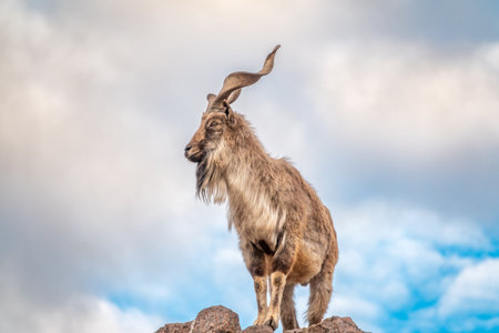Markhor, Capra falconeri, wild goat native to Central Asia, Karakoram and the Himalayas standing on rock on blue sky background. Males have tightly curled, corkscrew-like horns, up to 160 cm longの写真素材