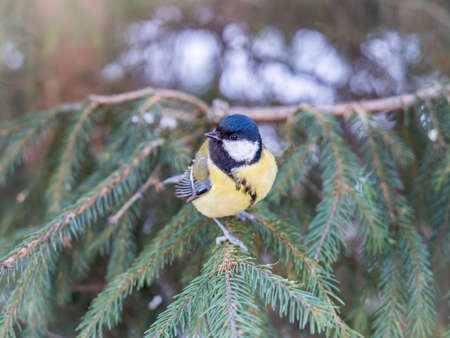 Cute bird Great tit, songbird sitting on the nice fir branch. Parus majorの写真素材