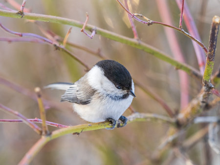 Cute bird The willow tit, song bird sitting on a branch without leaves in the winter. Willow tit perching on tree in winter. The willow tit, lat. Poecile montanus.の写真素材