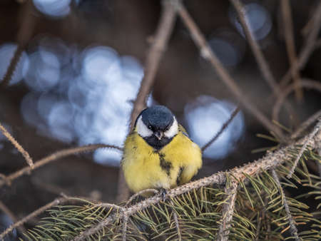 Cute bird Great tit, songbird sitting on the nice fir branch. Parus majorの写真素材