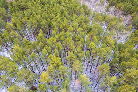 Aerial view of a winter pine forest. Top view of snow-covered pine trees. Beautiful winter forest landscape. Coniferous forest panorama. Picturesque northern nature.の写真素材