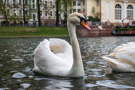 Graceful white swan swim in the pond in city park. The mute swan, Cygnus olorの写真素材