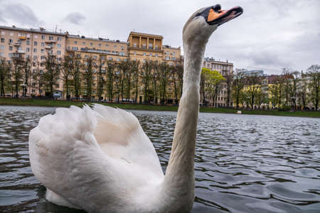 Graceful white swan swim in the pond in city park. The mute swan, Cygnus olorの写真素材