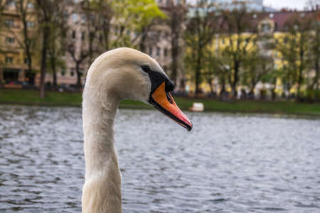 Portrait of a graceful white swan with long neck on dark water background. The mute swan, Cygnus olorの写真素材