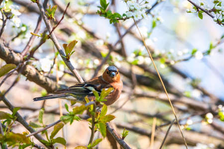 Common chaffinch sits on a branch in spring on green background. Beautiful songbird Common chaffinch in wildlife. The common chaffinch or simply the chaffinch, latin name Fringilla coelebs.の写真素材