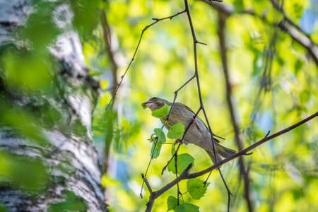 Green and yellow songbird, european greenfinch sitting on a branch in spring. The European greenfinch, or greenfinch, lat. Chloris chloris, is a small passerine bird in the finch family Fringillidae.の写真素材