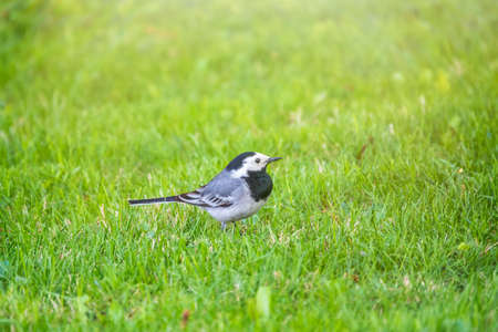 Cute bird white wagtail, Motacilla alba standing on a green lawn in spring. The white wagtail is a small passerine bird in the family Motacillidaeの写真素材