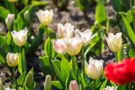 Beautiful white tulips flowerbed closeup. Flower background. Summer garden landscape design. Natural sprintime background.の写真素材