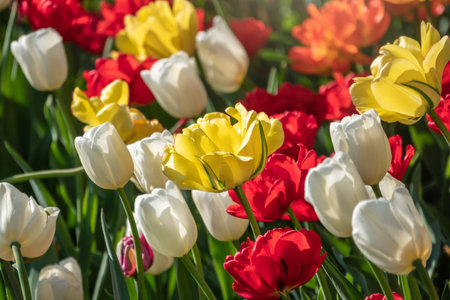 Red, white and yellow tulips on a green background. Natural sprintime background.