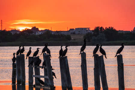 Beautiful red and orange sunset over sea, the sun goes down over sea. Dramatic Sunset Sky. A flock of cormorants sits on old sea pier in orange sunset light. The great cormorant, Phalacrocorax carboの写真素材