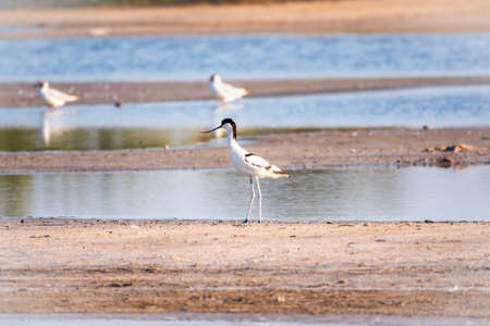 The pied avocet, Recurvirostra avosetta, is a large black and white wader with long, upturned beak and long, bluish legsの写真素材