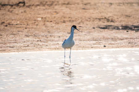 The pied avocet, Recurvirostra avosetta, is a large black and white wader with long, upturned beak and long, bluish legsの写真素材