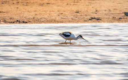 Water bird pied avocet, Recurvirostra avosetta, feeding in the lake. The pied avocet is a large black and white wader with long, upturned beak and long, bluish legsの写真素材
