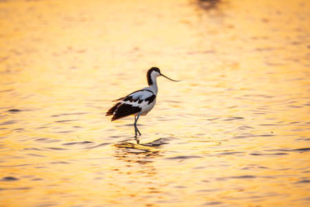 Water bird pied avocet, Recurvirostra avosetta, standing in the water in orange sunset light. The pied avocet is a large black and white wader with long, upturned beak and long, bluish legsの写真素材
