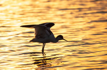 Water bird pied avocet, Recurvirostra avosetta, standing in the water in orange sunset light. The pied avocet is a large black and white wader with long, upturned beak and long, bluish legsの写真素材
