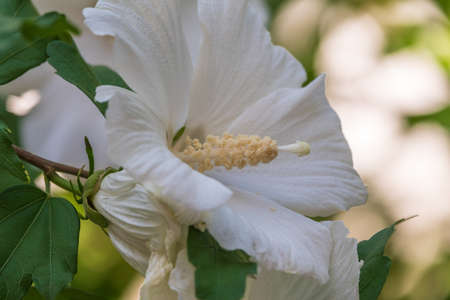 White flowers of Hibiscus grandiflorus, the swamp rosemallow. Close-up of a crimsoneyed rosemallow flowerの写真素材