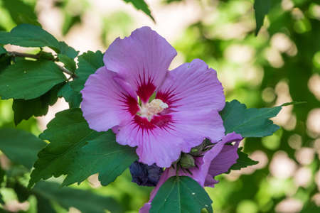 Pink flowers of Hibiscus moscheutos plant close-up. Hibiscus moscheutos, swamp hibiscus, rose mallow hibiscusの写真素材