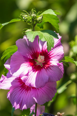 Pink flowers of Hibiscus moscheutos plant close-up. Hibiscus moscheutos, swamp hibiscus, rose mallow hibiscusの写真素材
