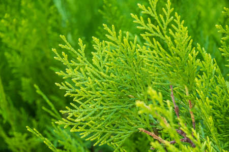 Green branches and young leaves of a thuja tree. Background image.の写真素材