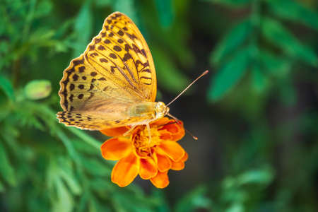 The dark green fritillary butterfly collects nectar on flower. Speyeria aglaja, previously known as Argynnis aglaja is a species of butterfly in the family Nymphalidae.の写真素材