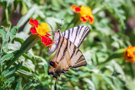Beautiful Butterfly Scarce Swallowtail, Sail Swallowtail, Pear-tree Swallowtail, Podalirius. Butterfly sailboats family Papilionidae. Latin Iphiclides podaliriu. Butterfly collects nectar on flowerの写真素材
