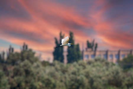 The flight of the little egret in beautiful sunset sky over water. A heron flies over a city pond during an orange-pink sunset. Small White Heron, lat. Egretta garzettaの写真素材