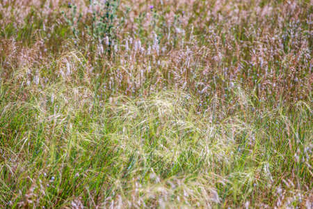 Green grass with seeds on curved stems in light wind. Slightly blurred close up with selective focus. Natural background with copy spaceの写真素材