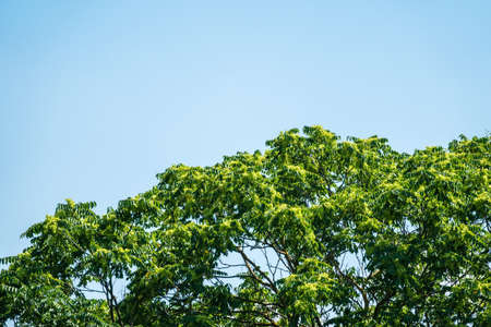 The great gray shrike, lat. Lanius excubitor, sitting on the branch with blue background. The great gray shrike is a large songbird species in the shrike familyの写真素材