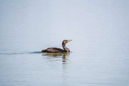 A black cormorant swimming in the sea. The great cormorant, Phalacrocorax carbo, known as the great black cormorant, or the black shag.の写真素材