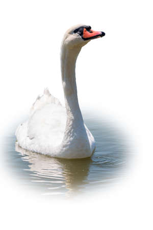 Graceful white Swan swimming in the lake, isolated on white background. Portrait of a white swan swimming on a lake. The mute swan, latin name Cygnus olor.の写真素材