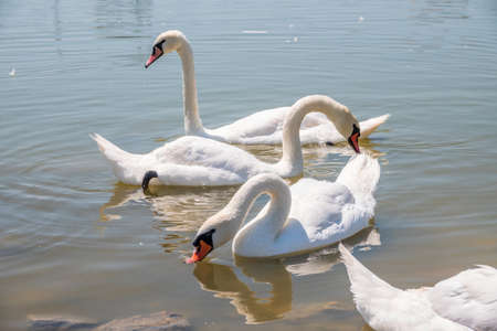 A large flock of graceful white swans swims in the lake., Swans in the wild. The mute swan, latin name Cygnus olor.の写真素材