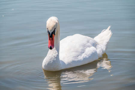 Graceful white Swan swimming in the lake, swans in the wild. Portrait of a white swan swimming on a lake. The mute swan, latin name Cygnus olor.の写真素材