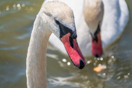 Portrait of a graceful white swan with long neck on blue water background. The mute swan, Cygnus olorの写真素材