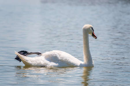 Graceful white Swan swimming in the lake, swans in the wild. Portrait of a white swan swimming on a lake. The mute swan, latin name Cygnus olor.の写真素材