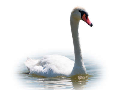 Graceful white Swan swimming in the lake, isolated on white background. Portrait of a white swan swimming on a lake. The mute swan, latin name Cygnus olor.の写真素材