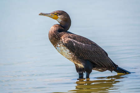Great cormorant, Phalacrocorax carbo, standing in water on the sea shore. The great cormorant, Phalacrocorax carbo, known as the great black cormorant, or the black shag.の写真素材