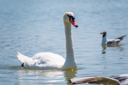 Graceful white Swan swimming in the lake, swans in the wild. Portrait of a white swan swimming on a lake. The mute swan, latin name Cygnus olor.の写真素材