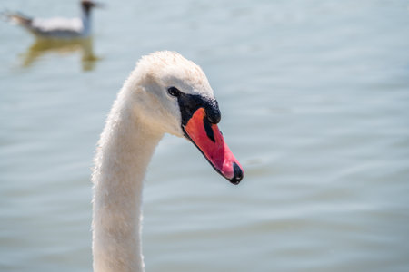 Portrait of a graceful white swan with long neck on blue water background. The mute swan, Cygnus olorの写真素材