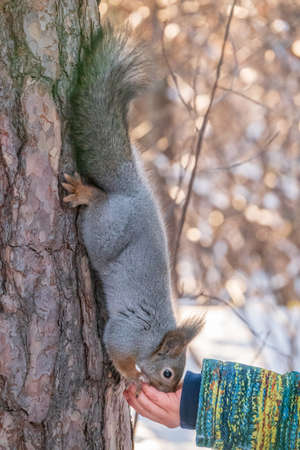 A little child in winter feeds a squirrel with a nut. Cute little boy feeding squirrel at winter parkの写真素材