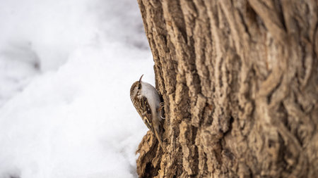 Little bird Eurasian treecreeper crawling on a tree. Cute interesting forest bird Treecreeper. Nature background. The Eurasian treecreeper or common treecreeper, lat. erthia familiarisの写真素材