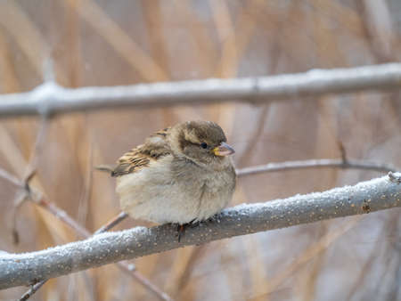 Sparrow sits on a branch without leaves. Sparrow on a branch in the autumn or winterの写真素材