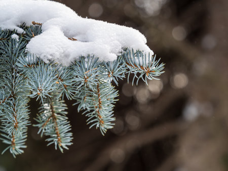 Green fir branches in winter covered with snow. Branches of fir tree as background, closeup. Christmas backgroundの写真素材