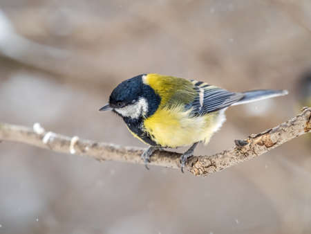 Cute bird Great tit, songbird sitting on a branch without leaves in the autumn or winter. Parus majorの写真素材