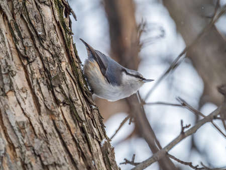 Eurasian nuthatch or wood nuthatch, lat. Sitta europaea, sitting on a tree trunk with a blurred background. Orange colored small bird with a black eyestripe.の写真素材