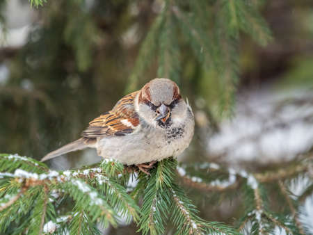 Sparrow sits on a fir branch in the sunset light. Sparrow on a branch in the autumn or winterの写真素材