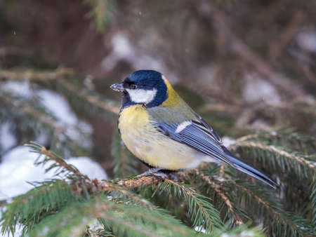 Cute bird Great tit, songbird sitting on the fir branch with snow in winter. Parus majorの写真素材