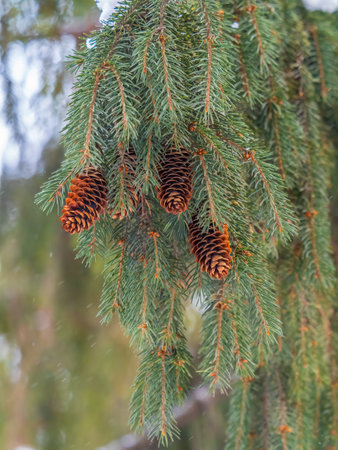 Green spruce branches with needles and many cones in winter. Many cones on spruce. Fir tree. Background image with copy space.の写真素材