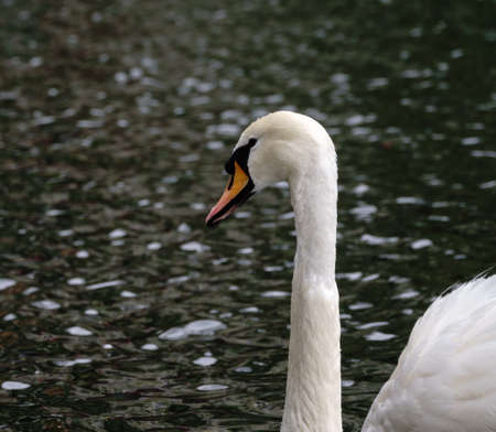 Portrait of a graceful white swan with long neck on dark water background. The mute swan, Cygnus olorの写真素材