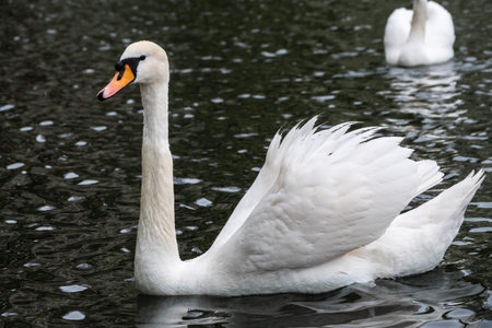 A graceful white swan swimming on a lake with dark water. The white swan is reflected in the water....